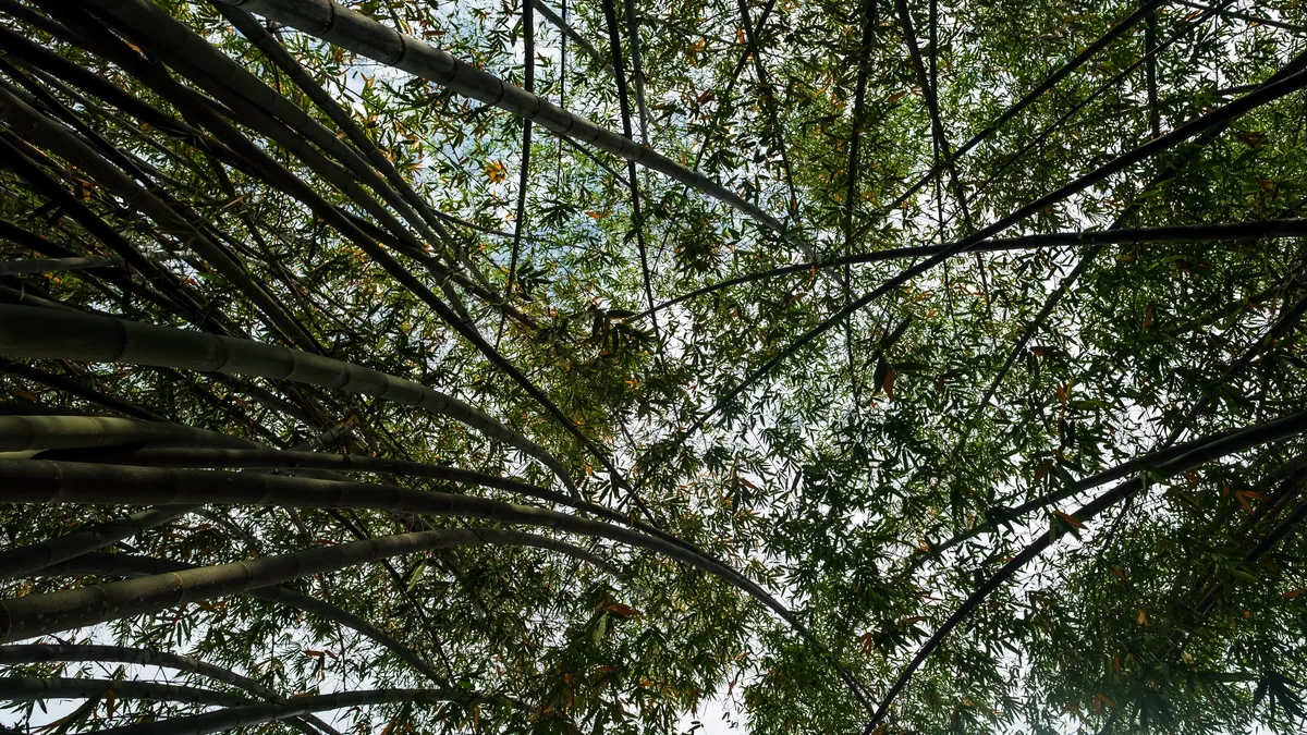 La copa de un bosque denso vista desde el suelo con rayos de luz entre las ramas.